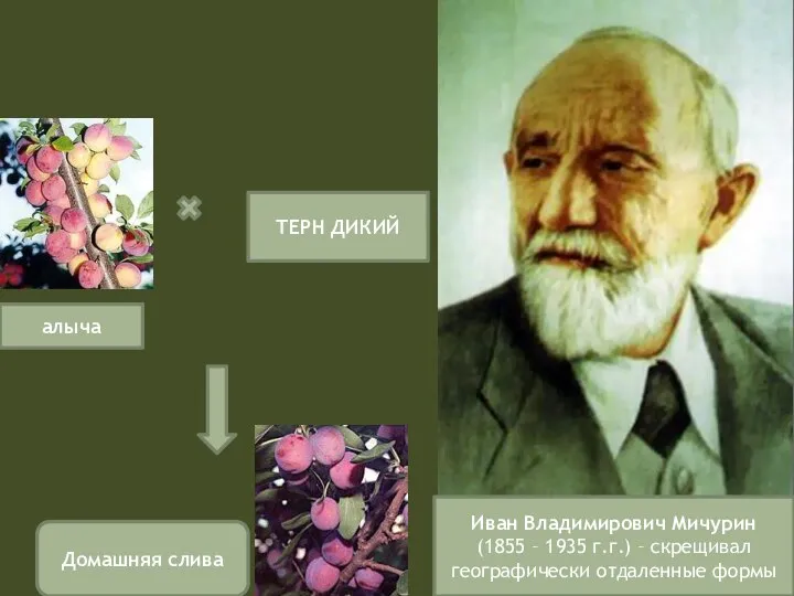 Иван Владимирович Мичурин (1855 – 1935 г.г.) – скрещивал географически отдаленные формы