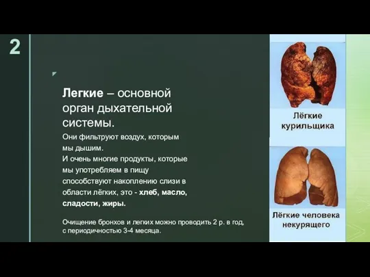 Легкие – основной орган дыхательной системы. Они фильтруют воздух, которым мы дышим.