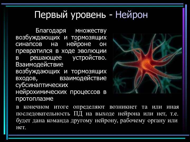 Первый уровень - Нейрон Благодаря множеству возбуждающих и тормозящих синапсов на нейроне