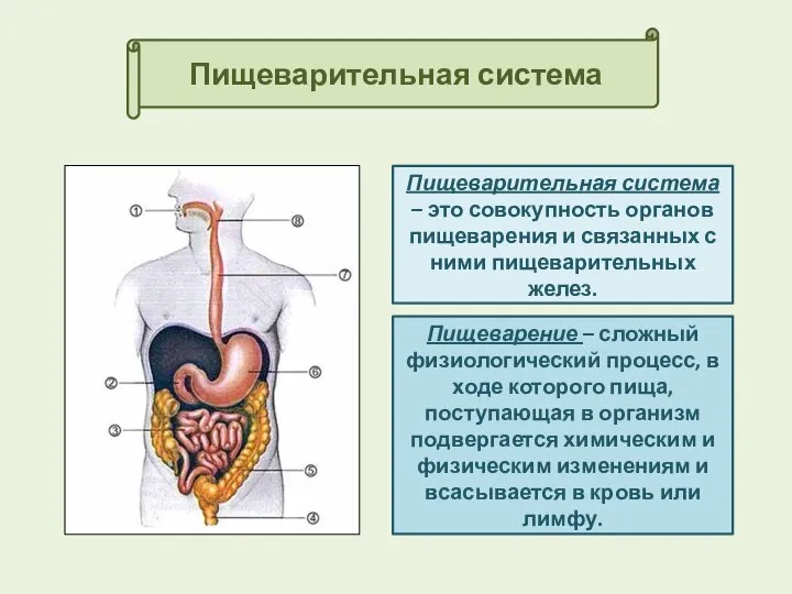 Пищеварительная система Пищеварительная система – это совокупность органов пищеварения и связанных с