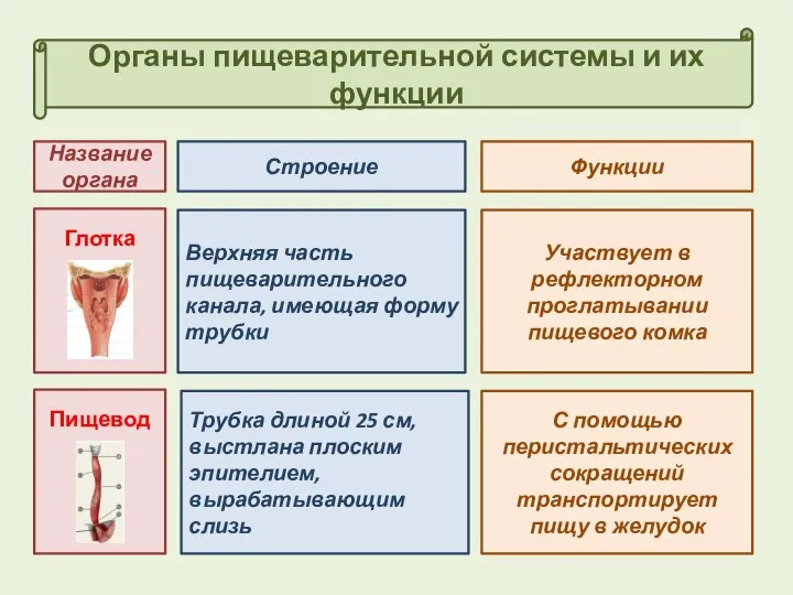 Органы пищеварительной системы и их функции Строение Функции Название органа Глотка Верхняя