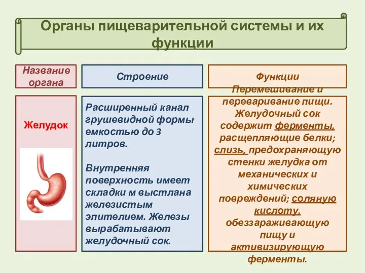 Органы пищеварительной системы и их функции Строение Функции Название органа Желудок Расширенный