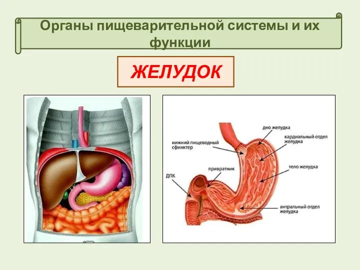 Органы пищеварительной системы и их функции ЖЕЛУДОК