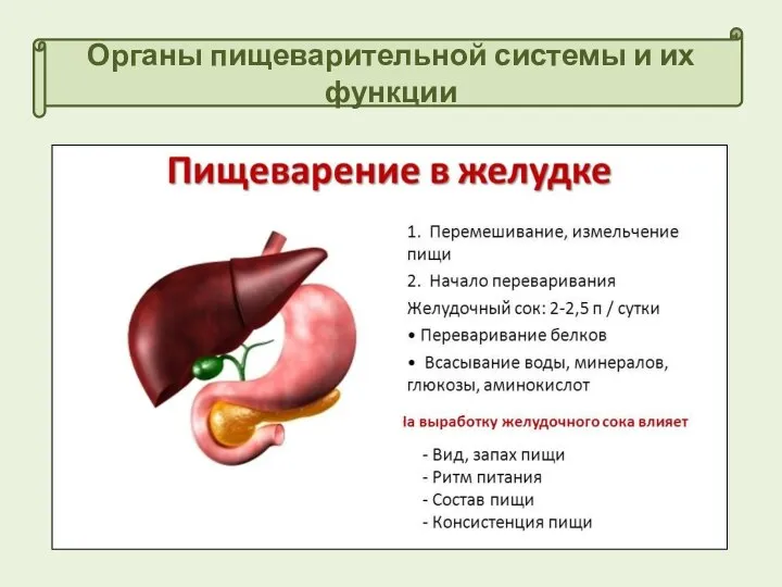 Органы пищеварительной системы и их функции