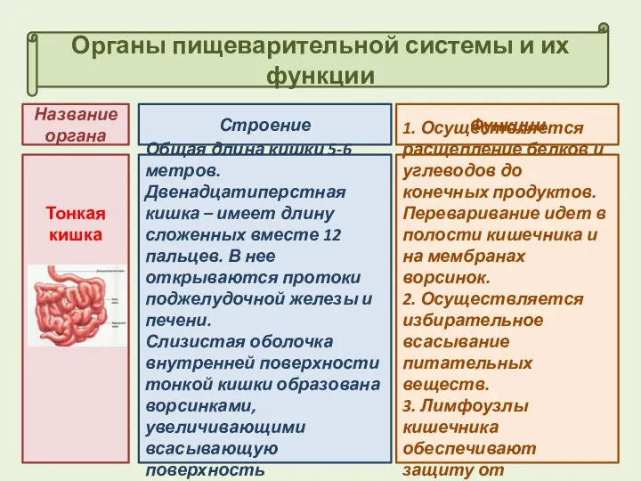 Органы пищеварительной системы и их функции Строение Функции Название органа Тонкая кишка