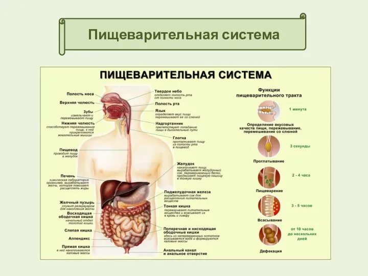 Пищеварительная система