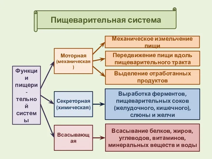 Пищеварительная система Механическое измельчение пищи Выработка ферментов, пищеварительных соков (желудочного, кишечного), слюны