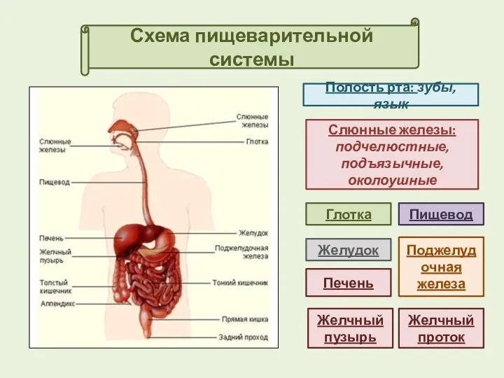 Схема пищеварительной системы Полость рта: зубы, язык Слюнные железы: подчелюстные, подъязычные, околоушные