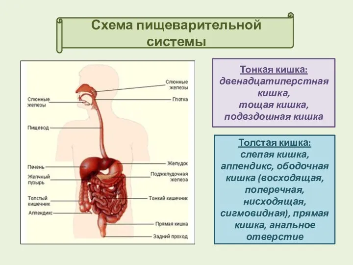 Схема пищеварительной системы Тонкая кишка: двенадцатиперстная кишка, тощая кишка, подвздошная кишка Толстая