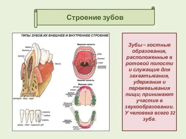 Строение зубов Зубы – костные образования, расположенные в ротовой полости и служащие