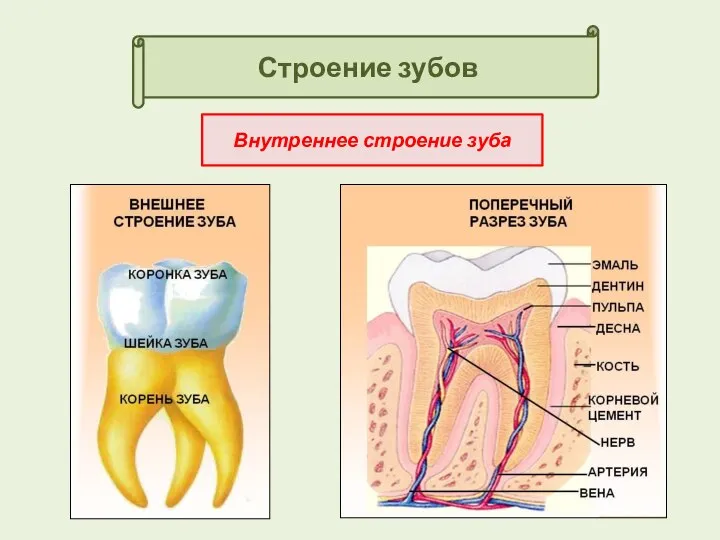 Строение зубов Внутреннее строение зуба