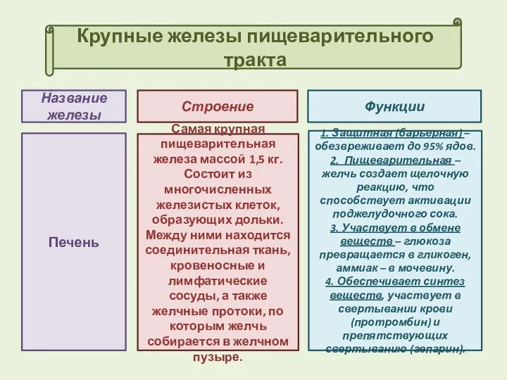 Крупные железы пищеварительного тракта Строение Функции Название железы Печень Самая крупная пищеварительная