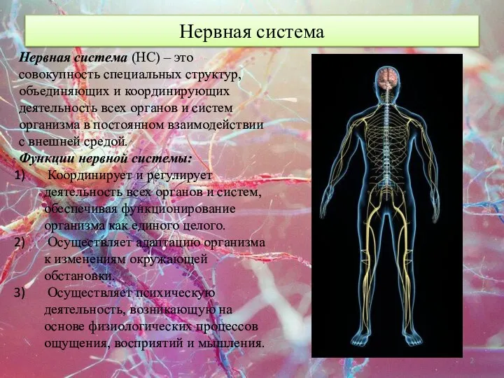 Нервная система Нервная система (НС) – это совокупность специальных структур, объединяющих и