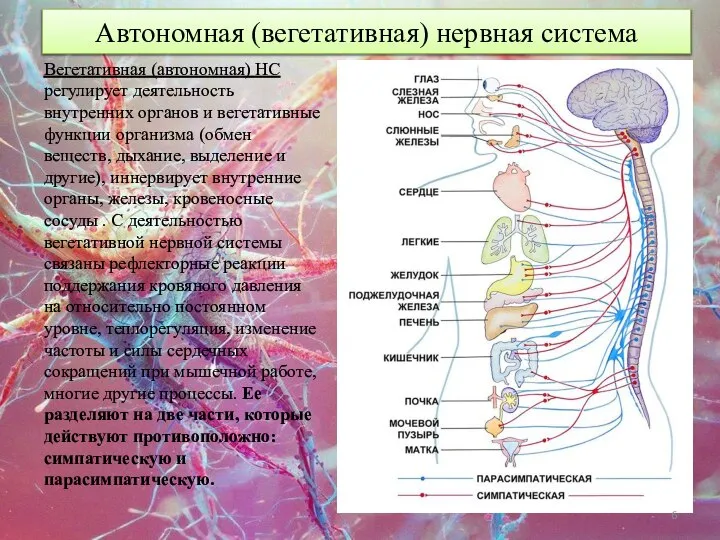 Автономная (вегетативная) нервная система Вегетативная (автономная) НС регулирует деятельность внутренних органов и