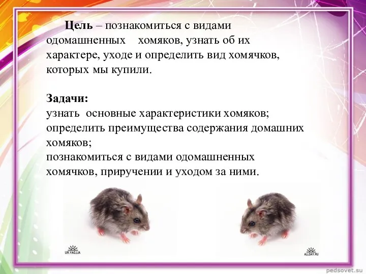 Цель – познакомиться с видами одомашненных хомяков, узнать об их характере, уходе