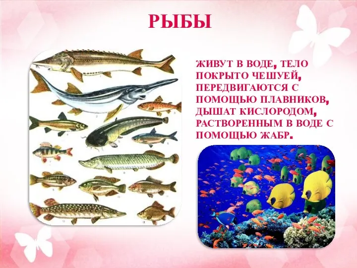 РЫБЫ ЖИВУТ В ВОДЕ, ТЕЛО ПОКРЫТО ЧЕШУЕЙ, ПЕРЕДВИГАЮТСЯ С ПОМОЩЬЮ ПЛАВНИКОВ, ДЫШАТ