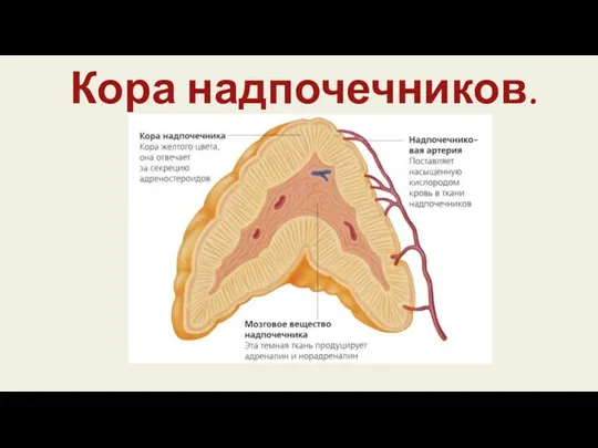 Кора надпочечников.