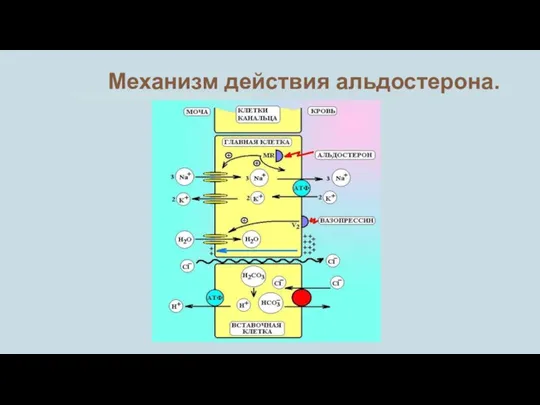 Механизм действия альдостерона.