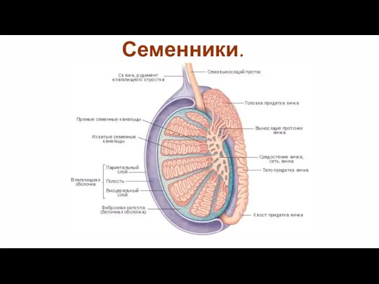 Семенники.