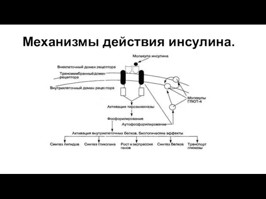 Механизмы действия инсулина.