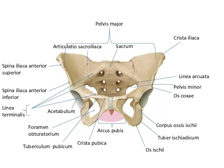 Sacrum Articulatio sacroiliaca Acetabulum Foramen obturatorium Arcus pubis Crista pubica Tuberculum pubicum