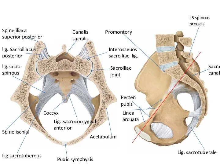 Coccyx Lig. Sacrococcygeal anterior Pubic symphysis Acetabulum lig.sacro- spinous Lig.sacrotuberous Spine ischial