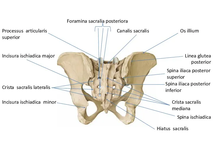 Crista sacralis lateralis Processus articularis superior Canalis sacralis Foramina sacralia posteriora Crista