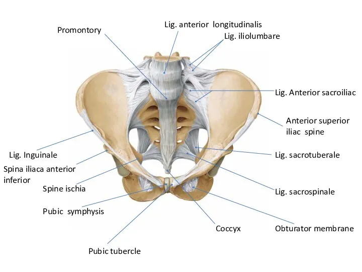 Lig. sacrotuberale Lig. sacrospinale Coccyx Promontory Lig. anterior longitudinalis Lig. iliolumbare Lig.