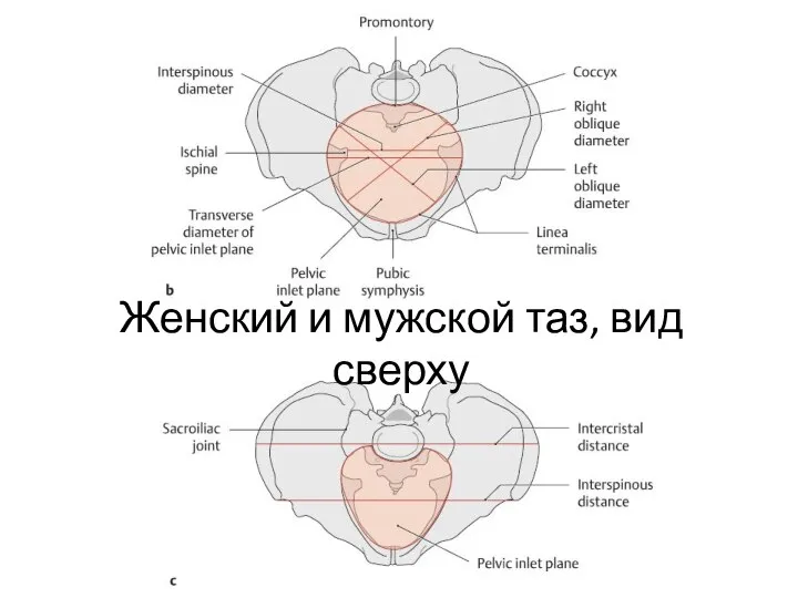 Женский и мужской таз, вид сверху