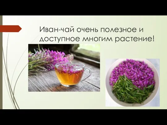 Иван-чай очень полезное и доступное многим растение!