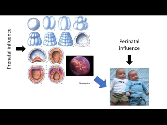 Prenatal influence Perinatal influence