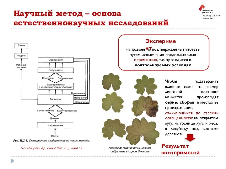 (по Тейлор и др. Биология, Т.3, 2004 г.) Эксперимент Направлен на подтверждение