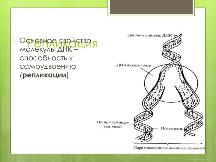 Репликация Основное свойство молекулы ДНК – способность к самоудвоению (репликации)