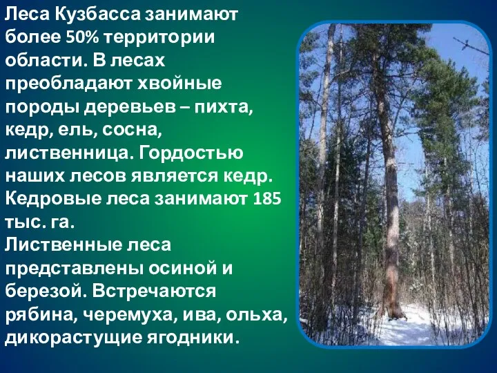 Леса Кузбасса занимают более 50% территории области. В лесах преобладают хвойные породы