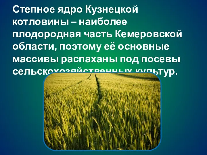 Степное ядро Кузнецкой котловины – наиболее плодородная часть Кемеровской области, поэтому её