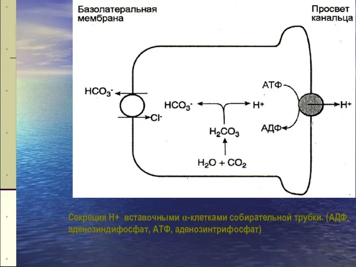 Секреция Н+ вставочны­ми α-клетками собирательной трубки. (АДФ, аденозиндифосфат, АТФ, аденозинтрифосфат)