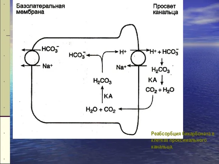 Реабсорбция бикарбоната в клетках проксимального канальца.