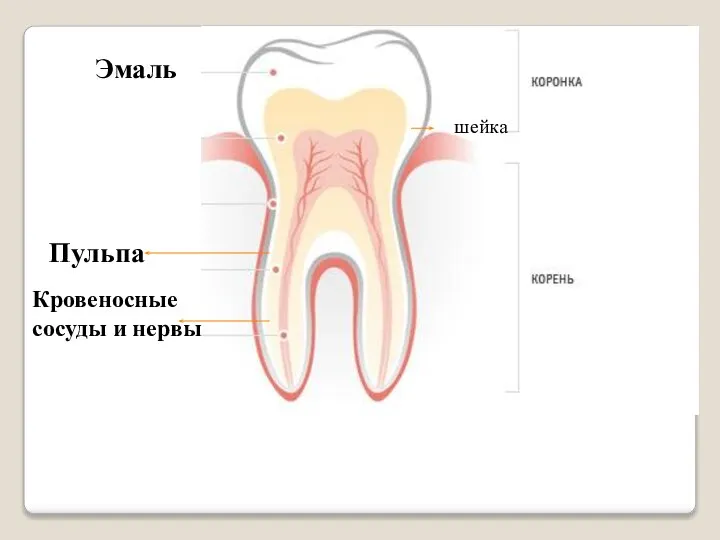 шейка Эмаль Пульпа Кровеносные сосуды и нервы