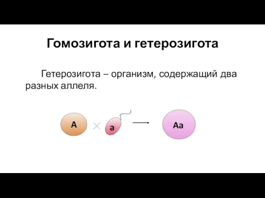 Гомозигота и гетерозигота Гетерозигота – организм, содержащий два разных аллеля.