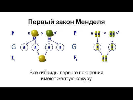 Первый закон Менделя Все гибриды первого поколения имеют желтую кожуру G