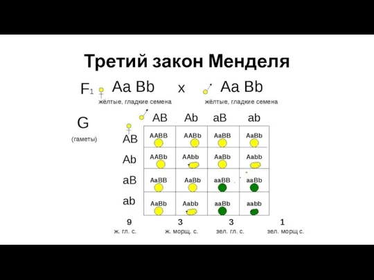 Третий закон Менделя