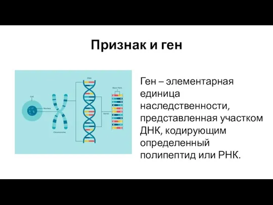 Признак и ген Ген – элементарная единица наследственности, представленная участком ДНК, кодирующим определенный полипептид или РНК.