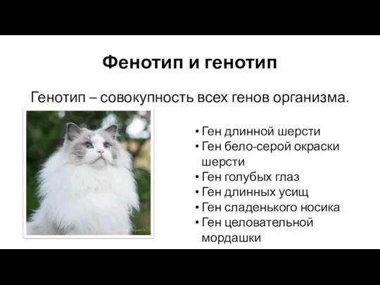 Фенотип и генотип Генотип – совокупность всех генов организма. Ген длинной шерсти