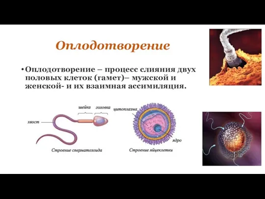 Оплодотворение Оплодотворение – процесс слияния двух половых клеток (гамет)– мужской и женской- и их взаимная ассимиляция.