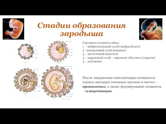 Стадии образования зародыша Строение плодного яйца: 1 – эмбриональный слой (эмбриобласт) 2