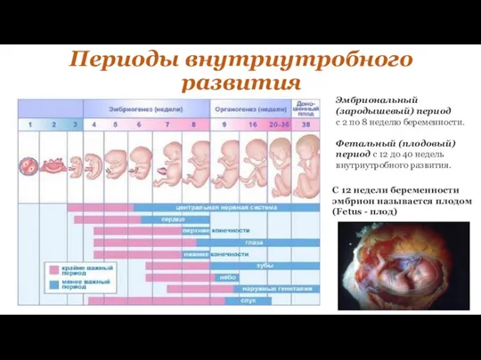 Периоды внутриутробного развития Эмбриональный (зародышевый) период с 2 по 8 неделю беременности.