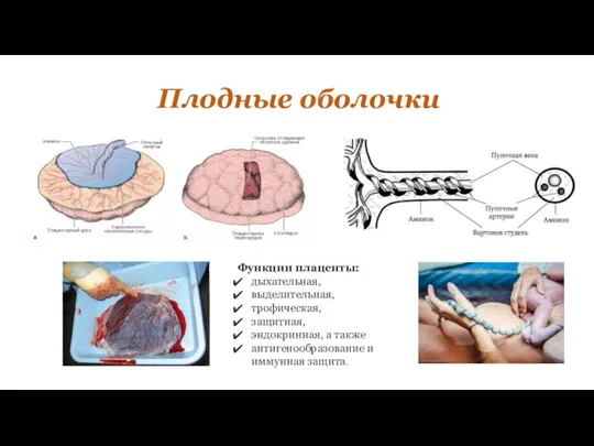 Плодные оболочки Функции плаценты: дыхательная, выделительная, трофическая, защитная, эндокринная, а также антигенообразование и иммунная защита.