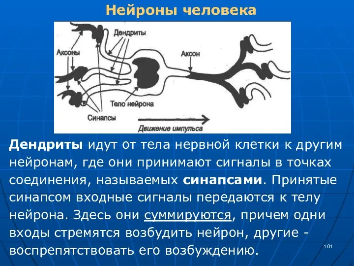 Нейроны человека Дендриты идут от тела нервной клетки к другим нейронам, где