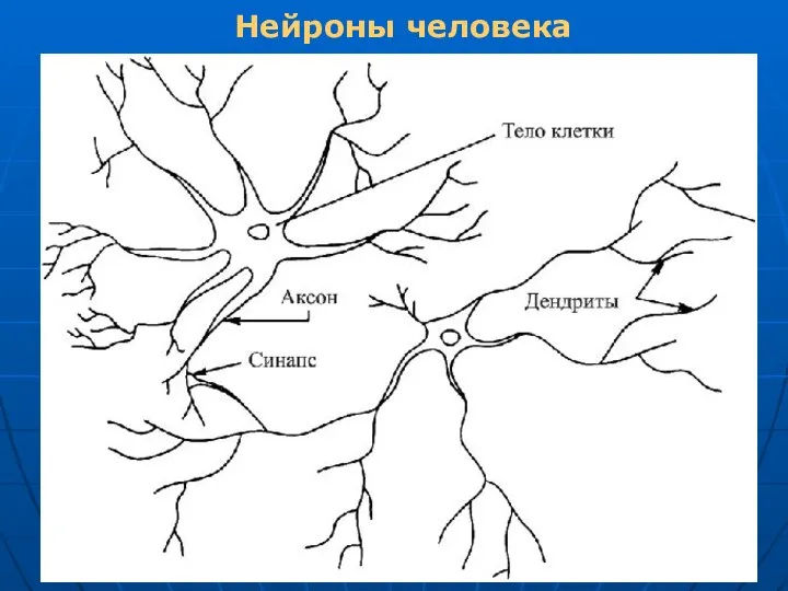 Нейроны человека