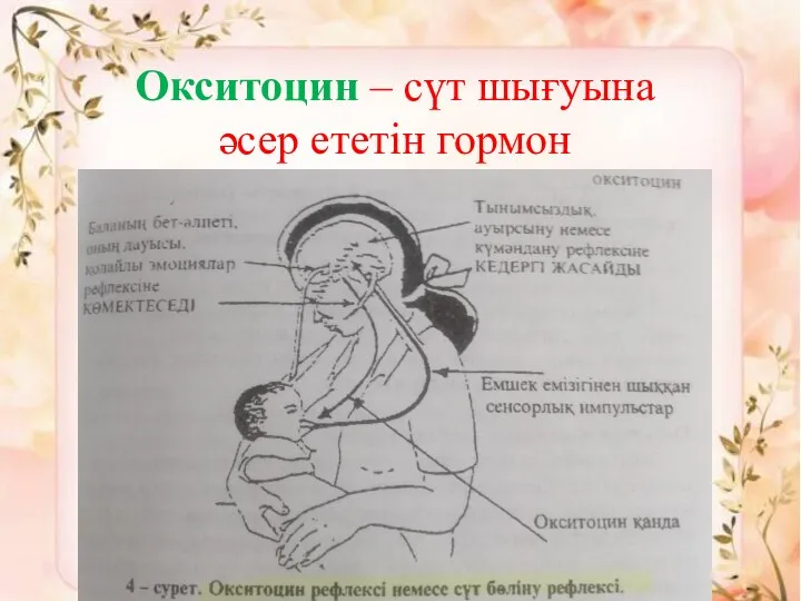 Окситоцин – сүт шығуына әсер ететін гормон